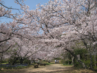 桜広場
