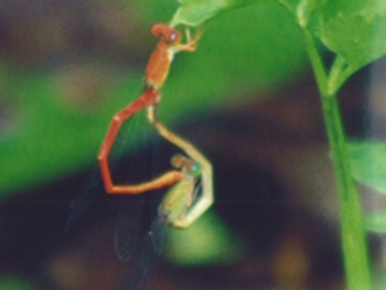 紅糸蜻蛉（ベニイトトンボ）